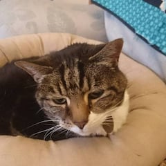 Los gatos invaden Twitter para debatir sobre el Brexit