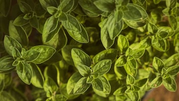La hierba medicinal que todos tienen en casa y que hace desaparecer los dolores de la artrosis