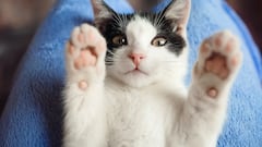 If you think your cat is holding a grudge, this is the maximum time he will be angry with you according to experts