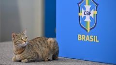 El gatito arrojado por el jefe de prensa de Brasil, protagonista de los memes.