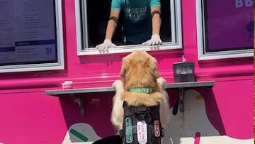 Perro pidiendo helado