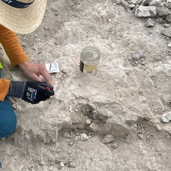 Hallan un cementerio de elefantes en Vallecas: tiene más de 5.000 años