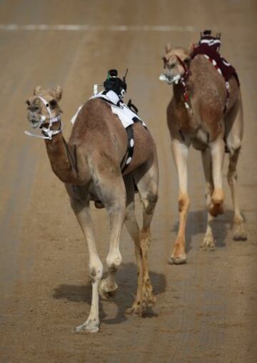 Se celebr車 en Dubai la Al Marmoom Heritage Festival, un acontecimiento que promueve el deporte tradicional de la carrera de camellos en la regi車n. Los participantes lo hacen a trav谷s de un jinete rob車tico con control remoto.
