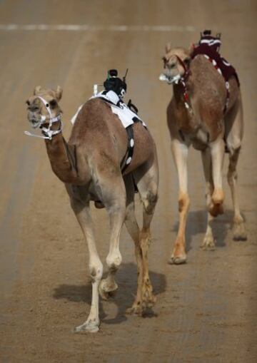 Se celebró en Dubai la Al Marmoom Heritage Festival, un acontecimiento que promueve el deporte tradicional de la carrera de camellos en la región. Los participantes lo hacen a través de un jinete robótico con control remoto. 