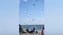 Supersized dragonflies invade Rhode Island, sending beachgoers ducking for cover