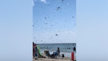 Supersized dragonflies invade Rhode Island, sending beachgoers ducking for cover