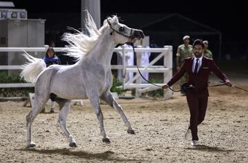 El Campeonato de caballos árabes de Omán en imágenes