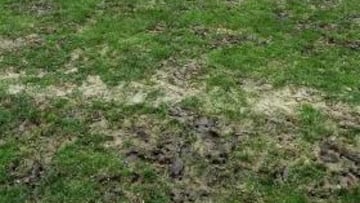 <b>BLANDO. </b>Imagen de ayer del césped de Chapín, que se encuentra en muy mal estado.