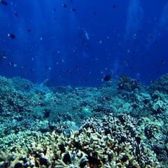 Noruega estudia la minería submarina en el Ártico: por qué es peligroso