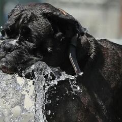 Qué razas de perros sufren más el calor y cómo evitar una insolación