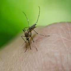 Detectan en Sevilla el primer caso con virus del Nilo y COVID