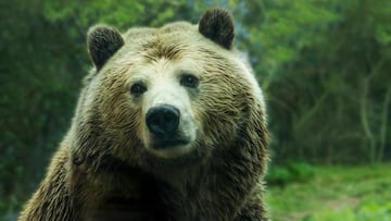 Graban a un oso asaltando una tienda de dulces de una estación de esquí