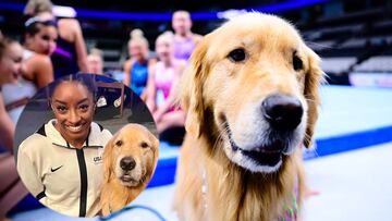 Conoce a Beacon, el perro de apoyo emocional del Team USA