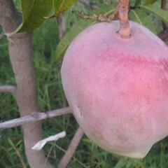Siembran los mangos más costosos del mundo y ahora se enfrentan a un gran problema