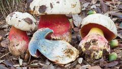 Boletus Satanas.