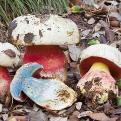 Aparece en Álava un boletus gigante de 2,5 kilos