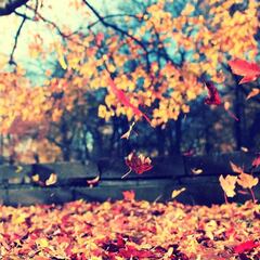 Campos vestidos de otoño