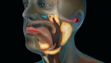 Descubren un órgano desconocido en la cabeza