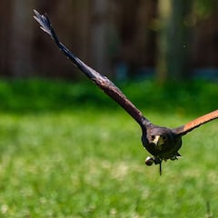 Cetrería: arte y pasión