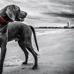 Un misterioso virus afecta a los perros en Reino Unido