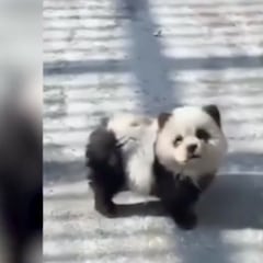 Watch: China zoo paints dogs to look like pandas