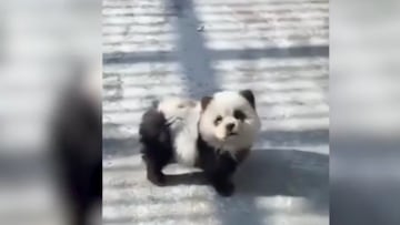 A zoo in China has come under fire after it was revealed that they had painted Chow Chow dogs to look like pandas and put them on display for visitors.