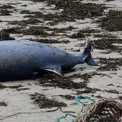 Aparece un delfín muerto en una playa de A Coruña con una dentellada de tiburón