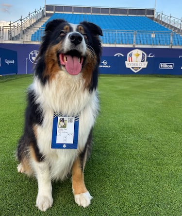 Ryder, el primer perro VIP del golf