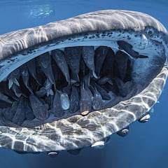 Estas son las 5 mejores fotos submarinas del 2020