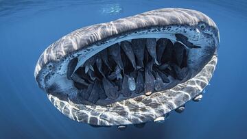 Foto ganadora del concurso Through the lens, de fotografía submarina, organizado por la revista Scuba Diving. Un tiburón ballena con la boca abierta muestra decenas de rémoras viajando en su interior.