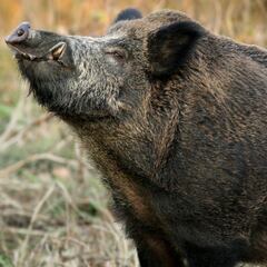 Aguardando para la espera
