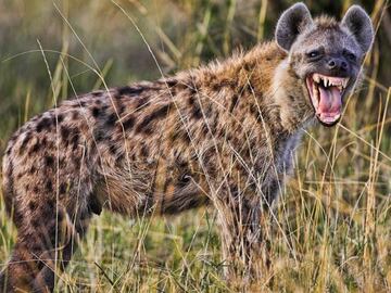 Real Madrid players were compared to hyenas, like this little fellow.