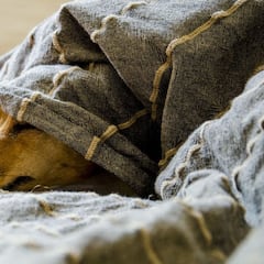 Si tu perro hace alguna de estas cosas, cuidado: es que quiere comunicarse contigo