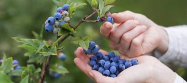 Los beneficios del arándano: el alimento perfecto para el deportista