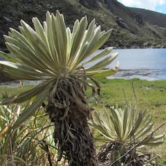 Caravana en defensa del Páramo de Santurbán: cuándo es y qué piden los manifestantes