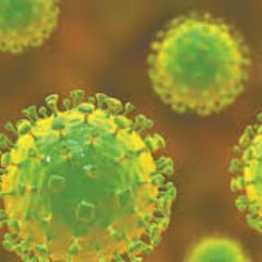 ¿Virus de Nipah podría ser la próxima pandemia en el mundo?: OMS responde y pone en alerta al mundo