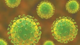 Alerta por un brote del virus Nipah: qué es, cómo se transmite y cuáles son los síntomas