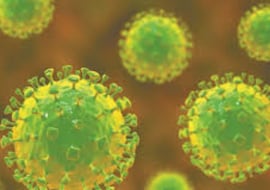 Alerta por un brote del virus Nipah: qué es, cómo se transmite y cuáles son los síntomas