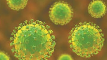 Alerta por un brote del virus Nipah: qué es, cómo se transmite y cuáles son los síntomas