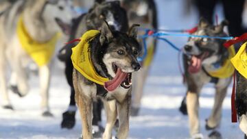 Los perros de un trineo tiran durante la salida de la Iditarod 2017.
