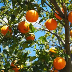 El ‘dumping’, el método por el que los supermercados venden naranjas de Egipto como si fueran de Valencia