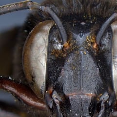 Descubren una abeja mitad macho y mitad hembra en Ecuador