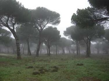 Un banderín en la tienda de cachivaches