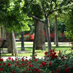 When is pollen season over? How to battle allergies with home remedies and other medicine