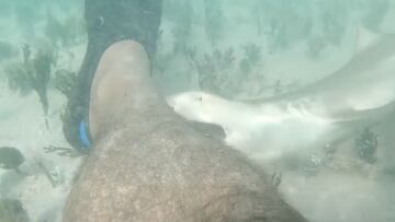 Un tiburón limón muerde una peluda pierna de un buceador que reposa en el fondo del mar, en las Bahamas.