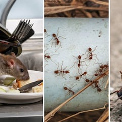 ¿Cómo eliminar las plagas de cucarachas, ratas y hormigas?: estos son los 3 métodos infalibles