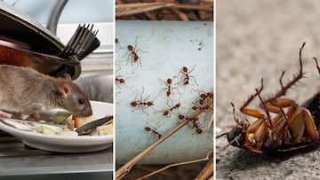 ¿Cómo eliminar las plagas de cucarachas, ratas y hormigas?: estos son los 3 métodos infalibles