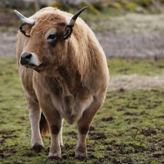 Unas vacas abandonadas en una isla desierta en medio del océano hace 150 años desarrollan una singular historia evolutiva con un final inquietante