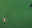Tiburones vistos desde el aire: atemorizando a niños y surfistas, jugando con focas...