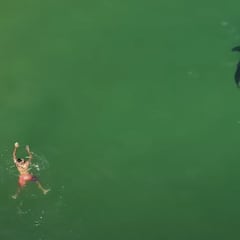 Tiburones vistos desde el aire: atemorizando a niños y surfistas, jugando con focas...